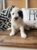 Coraline, a female Miniature Bernedoodle and Miniature Goldendoodle for sale in Spring Hill, FL – 6 of 10