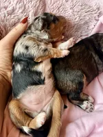 Skye, a female Toy Australian Shepherd and Miniature Aussiedoodle for sale in Spring Hill, FL – 7 of 10