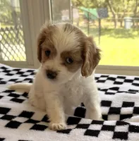 Emmett (Tiny) , a male Cavapoo for sale in Spring Hill, FL – 8 of 10