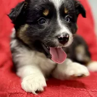 Willow One blue eye, a female Miniature Australian Shepherd for sale in Port Richey, FL – Photo 4 of 10