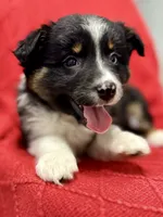 Willow One blue eye, a female Miniature Australian Shepherd for sale in Port Richey, FL – Photo 4 of 10