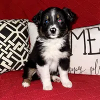 Willow One blue eye, a female Miniature Australian Shepherd for sale in Port Richey, FL – Photo 10 of 10