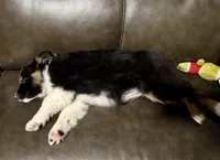 Willow One blue eye, a female Miniature Australian Shepherd for sale in Port Richey, FL – Photo 7 of 10