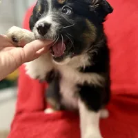 Willow One blue eye, a female Miniature Australian Shepherd for sale in Port Richey, FL – Photo 2 of 10