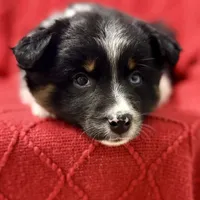Willow One blue eye, a female Miniature Australian Shepherd for sale in Port Richey, FL – Photo 5 of 10