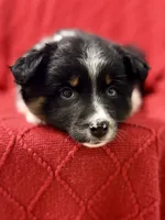 Willow One blue eye, a female Miniature Australian Shepherd for sale in Port Richey, FL – Photo 5 of 10