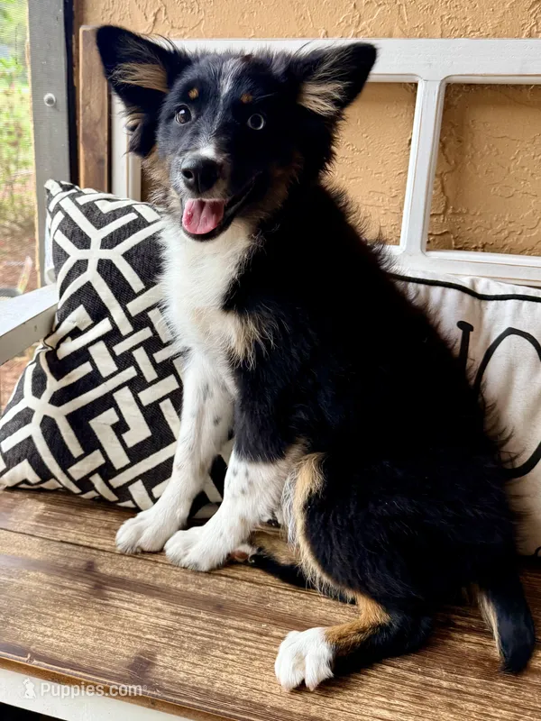 Willow One blue eye – Miniature Australian Shepherd puppy for sale in Port Richey, FL