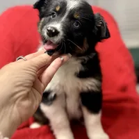 Willow One blue eye, a female Miniature Australian Shepherd for sale in Port Richey, FL – Photo 3 of 10