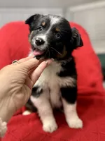 Willow One blue eye, a female Miniature Australian Shepherd for sale in Port Richey, FL – Photo 3 of 10