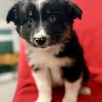 Willow One blue eye, a female Miniature Australian Shepherd for sale in Port Richey, FL – Photo 9 of 10