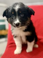 Willow One blue eye, a female Miniature Australian Shepherd for sale in Port Richey, FL – Photo 9 of 10