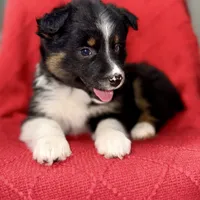 Willow One blue eye, a female Miniature Australian Shepherd for sale in Port Richey, FL – Photo 8 of 10