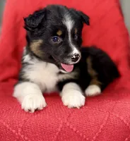Willow One blue eye, a female Miniature Australian Shepherd for sale in Port Richey, FL – Photo 8 of 10