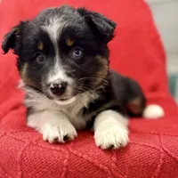 Willow One blue eye, a female Miniature Australian Shepherd for sale in Port Richey, FL – Photo 1 of 10