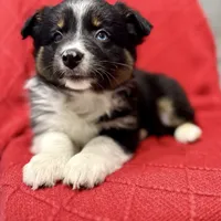 Willow One blue eye, a female Miniature Australian Shepherd for sale in Port Richey, FL – Photo 6 of 10