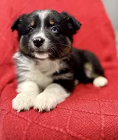 Willow One blue eye, a female Miniature Australian Shepherd for sale in Port Richey, FL – Photo 6 of 10