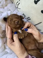 Salem , a female Miniature Goldendoodle for sale in Spring Hill, FL – 9 of 10