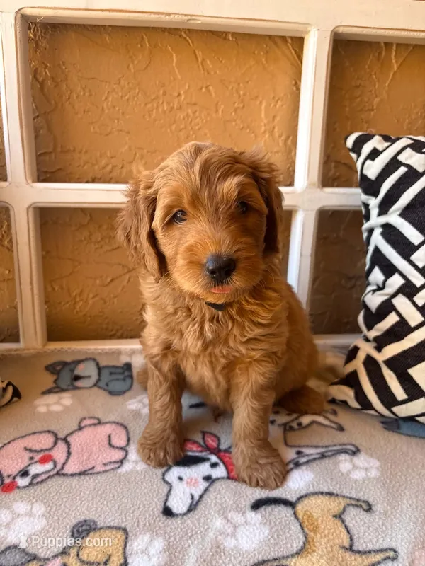 Waffles – Goldendoodle puppy for sale in Spring Hill, FL