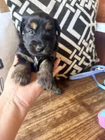 Lyra, a female Miniature Bernedoodle and Miniature Aussiedoodle for sale in Spring Hill, FL – 9 of 10