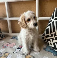 Marlin, a male Cockapoo and Cocker Spaniel for sale in Spring Hill, FL – 2 of 8