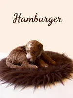 Micro Mini Burger, a male Miniature Goldendoodle for sale in Spring Hill, FL – 5 of 10