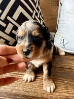 Sterling Toy , a male Toy Australian Shepherd and Miniature Aussiedoodle for sale in Spring Hill, FL – 3 of 10