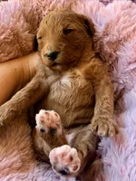Starla, a female Miniature Bernedoodle for sale in Spring Hill, FL – 8 of 10