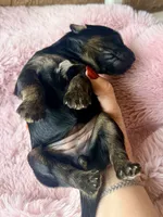 Lyra, a female Miniature Bernedoodle and Miniature Aussiedoodle for sale in Spring Hill, FL – 2 of 10