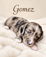Gomez-Blue eyes, a male Miniature Dachshund for sale in Spring Hill, FL – 3 of 10