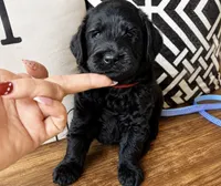 Eclipse , a male Miniature Bernedoodle and Miniature Aussiedoodle for sale in Spring Hill, FL – 9 of 10