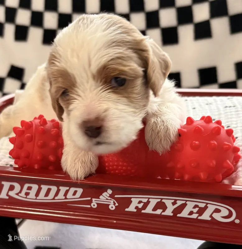 Emmett – Cavapoo puppy for sale in Spring Hill, FL