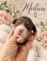 Morticia, a female Miniature Dachshund for sale in Spring Hill, FL – 2 of 10