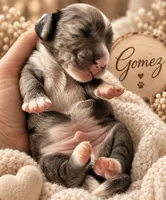 Gomez, a male Miniature Dachshund for sale in Spring Hill, FL – 6 of 10