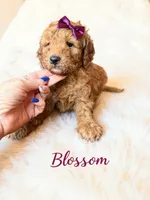 Blossom , a female Goldendoodle for sale in Spring Hill, FL – 3 of 10
