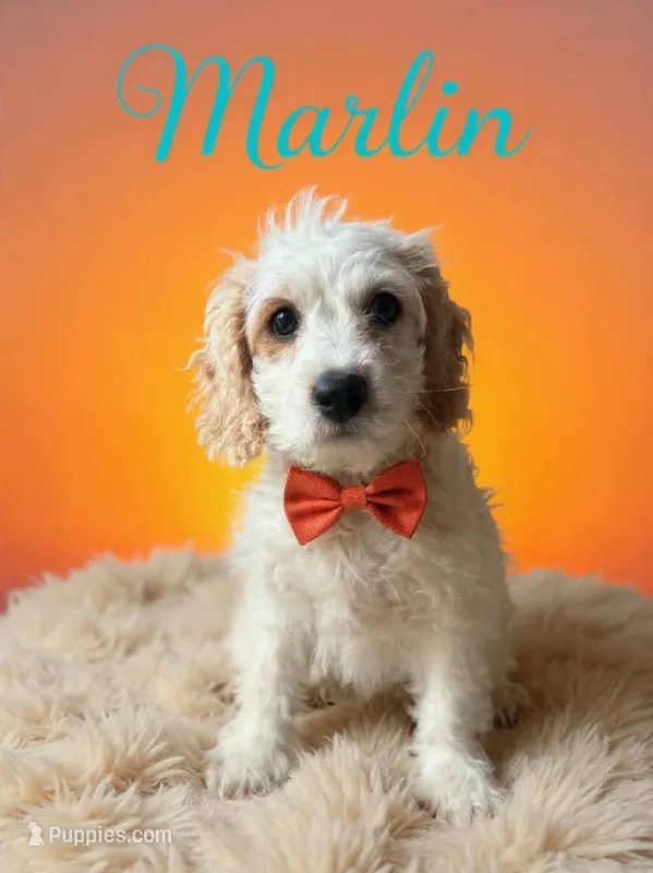 Marlin – Cockapoo puppy for sale in Spring Hill, FL