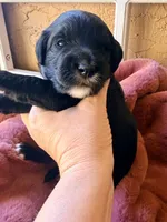 Lincoln, a male Miniature Bernedoodle for sale in Spring Hill, FL – 6 of 10