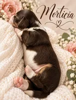 Morticia, a female Miniature Dachshund for sale in Spring Hill, FL – 10 of 10