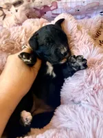 Reagan, a female Miniature Bernedoodle for sale in Spring Hill, FL – 4 of 10