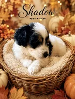 Shadow (Tiny) , a male Toy Australian Shepherd and Miniature Aussiedoodle for sale in Spring Hill, FL – 2 of 10