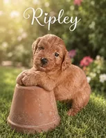 Ripley , a male Miniature Goldendoodle for sale in Spring Hill, FL – 3 of 4