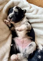 Slate , a male Toy Australian Shepherd and Miniature Aussiedoodle for sale in Spring Hill, FL – 7 of 10