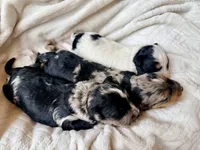 Slate , a male Toy Australian Shepherd and Miniature Aussiedoodle for sale in Spring Hill, FL – 9 of 10