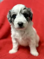 processed/4699521c-22d2-4a74-bf1a-62848d91c4e2/listing/b1d0bef5-bc90-4de0-9ea4-fa0eda28da16/27d7987c-36b0-4f1d-a766-befdf9f1ad6d