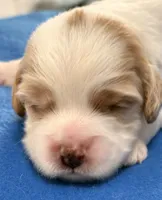 Emmett, a male Cavapoo for sale in Spring Hill, FL – 7 of 10