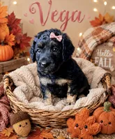 Vega, a female Miniature Bernedoodle and Miniature Aussiedoodle for sale in Spring Hill, FL – 7 of 10