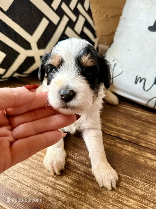Shadow Toy  – Toy Australian Shepherd, Miniature Aussiedoodle puppy for sale in Spring Hill, FL