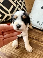 Shadow Toy , a male Toy Australian Shepherd and Miniature Aussiedoodle for sale in Spring Hill, FL – 1 of 10
