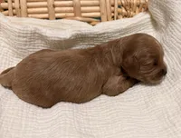 Erin , a male Cavapoo for sale in Spring Hill, FL – 5 of 10