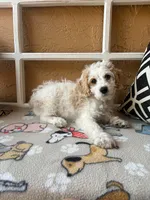 Marlin, a male Cockapoo and Cocker Spaniel for sale in Spring Hill, FL – 7 of 8