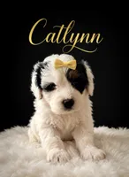 Catlynn Yellow, a female Miniature Bernedoodle and Miniature Goldendoodle for sale in Spring Hill, FL – 3 of 10